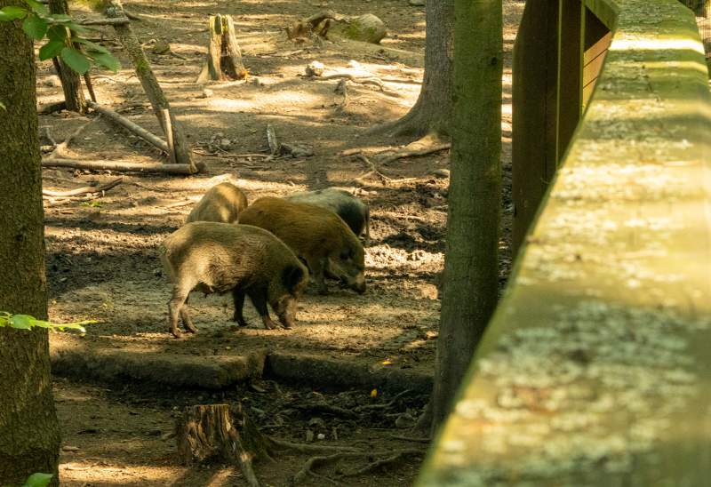 Turistické trasy lázeňskými lesy Karlovy Vary