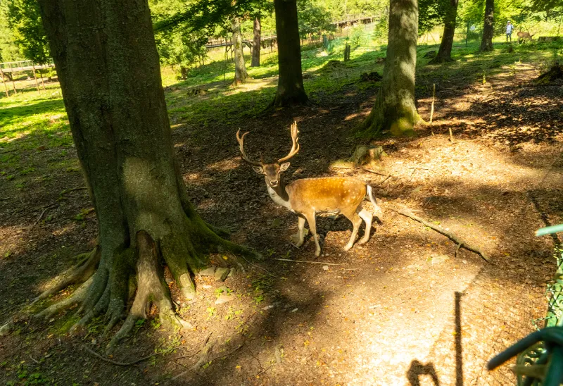 Lázeňské lesy Karlovy Vary