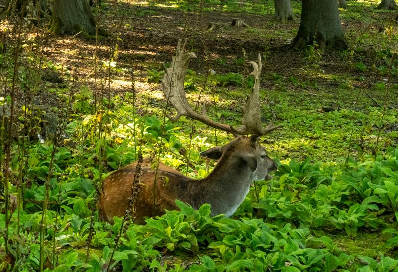 Turistické trasy lázeňskými lesy Karlovy Vary