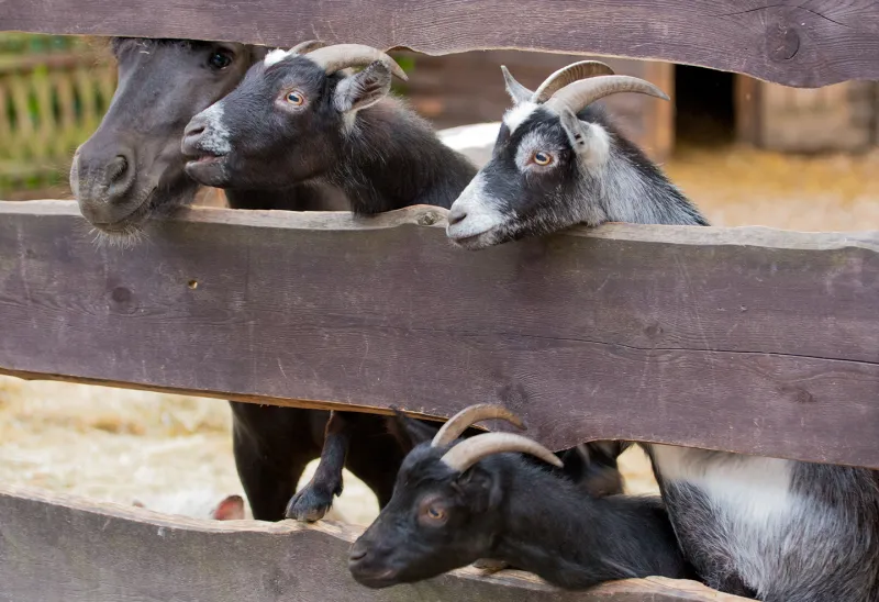 Mini Zoo