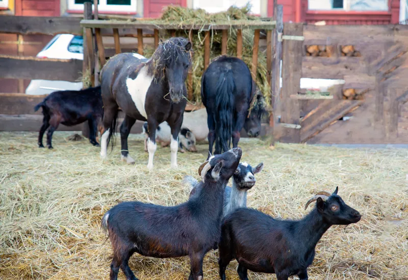 Mini Zoo