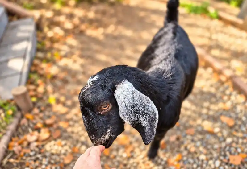 Minifarma Diana