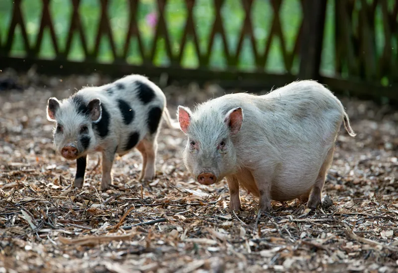 Mini Zoo